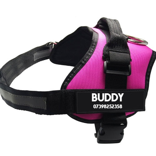 Pet Collars